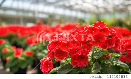 Flowers geranium in a greenhouse, modern business and private entrepreneurship, a gift for a holiday. Flowers geranium in a greenhouse, modern business and private entrepreneurship, a gift for a holiday. 112195658