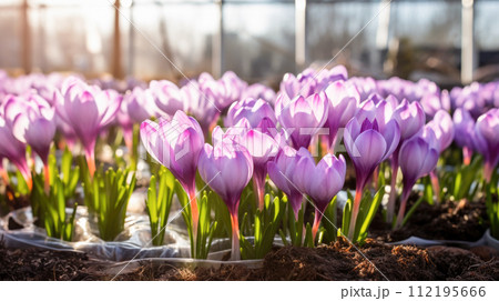 Flowers crocuses in a greenhouse, modern business and private entrepreneurship, a gift for a holiday. Flowers crocuses in a greenhouse, modern business and private entrepreneurship, a gift for a holiday. 112195666
