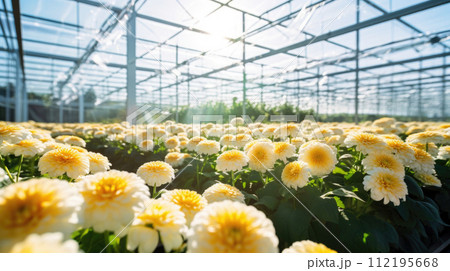 Flowers chrysanthemums in a greenhouse, modern business and private entrepreneurship, a gift for a holiday. 112195668