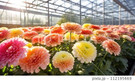 Flowers chrysanthemums in a greenhouse, modern business and private entrepreneurship, a gift for a holiday. Multicolored 112195669