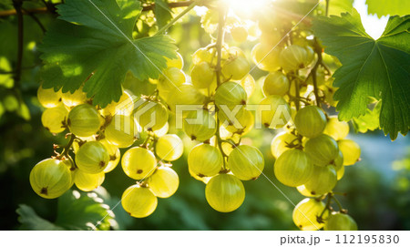 Fruit gooseberry garden, business farming and entrepreneurship, harvest. sun 112195830