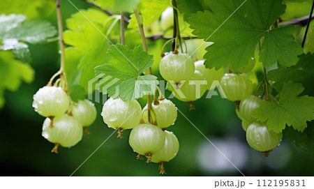 Fruit gooseberry garden, business farming and entrepreneurship, harvest. 112195831