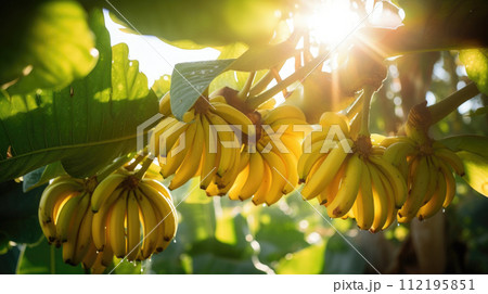 Fruit Bananas garden, business farming and entrepreneurship, harvest. Fruit Bananas garden, business farming and entrepreneurship, harvest. 112195851