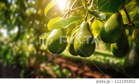 Fruit avocado garden, business farming and entrepreneurship, harvest. Hang Fruit avocado garden, business farming and entrepreneurship, harvest. Hang 112195852