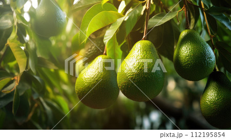Fruit avocado garden, business farming and entrepreneurship, harvest. sun 112195854