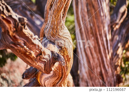 Gnarled Tree Trunk Textures in Natural Light - Sedona Close-Up 112196087