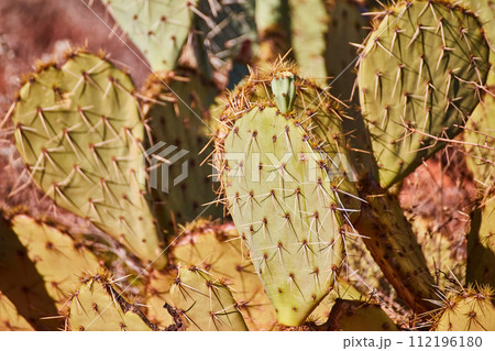 Prickly Pear Cacti Close-Up in Arid Desert Landscape 112196180