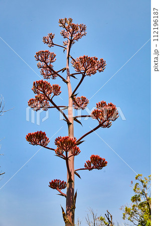 Agave Plant Reaching Skyward with Reddish Buds - Upward View Agave Plant Reaching Skyward with Reddish Buds - Upward View 112196187