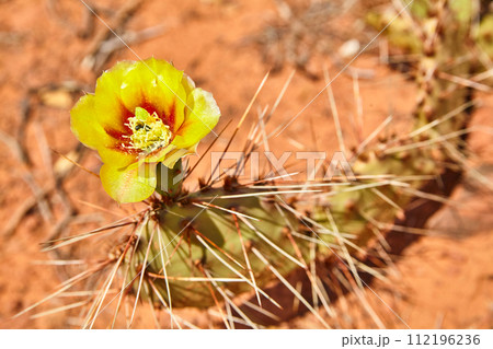 Yellow Cactus Flower in Bloom with Desert Soil Background Yellow Cactus Flower in Bloom with Desert Soil Background 112196236