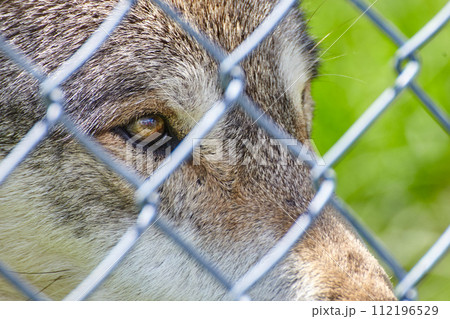 Wolf Eye Behind Chain-Link Fence at Wildlife Sanctuary 112196529