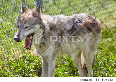 Profile of Panting Wolf in Sunlit Sanctuary 112196548