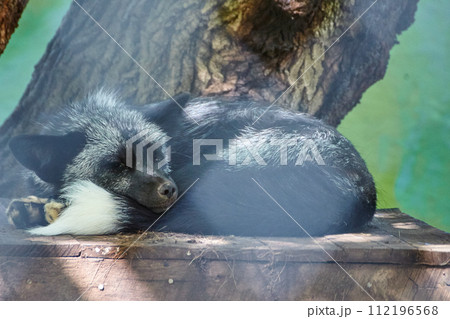 Serene Binturong Resting in Natural Habitat, Eye-Level View Serene Binturong Resting in Natural Habitat, Eye-Level View 112196568