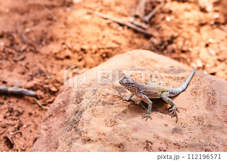 Camo Lizard on Sedona Rock in Desert Habitat 112196571