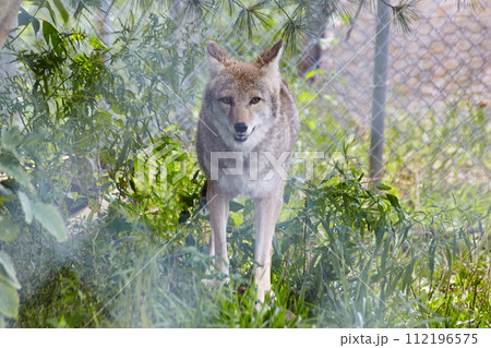 Attentive Coyote in Sanctuary Habitat - Eye-Level View Attentive Coyote in Sanctuary Habitat - Eye-Level View 112196575