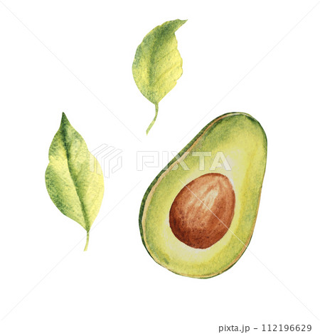 Avocado half fruit drawing with leaves. Hand drawn botanical watercolor illustration on white background. Avocado half fruit drawing with leaves. Hand drawn botanical watercolor illustration on white background. 112196629