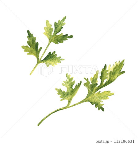 Parsley plant. Top and side view. Hand drawn botanical watercolor herb illustration isolated on white background. 112196631
