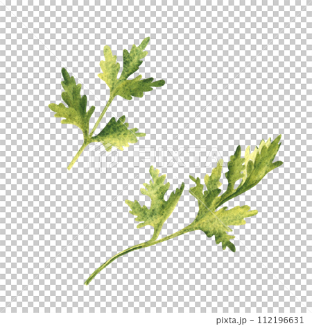 Parsley plant. Top and side view. Hand drawn botanical watercolor herb illustration isolated on white background. 112196631