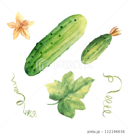 Cucumbers plant with leaves and flowers. Big and small, top view. Hand drawn botanical watercolor illustration on white background. Cucumbers plant with leaves and flowers. Big and small, top view. Hand drawn botanical watercolor illustration on white background. 112196636