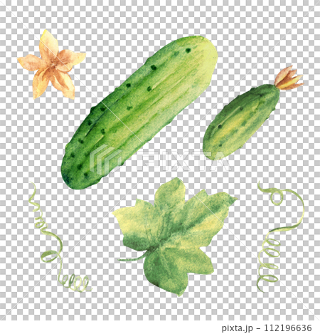 Cucumbers plant with leaves and flowers. Big and small, top view. Hand drawn botanical watercolor illustration on white background. Cucumbers plant with leaves and flowers. Big and small, top view. Hand drawn botanical watercolor illustration on white background. 112196636