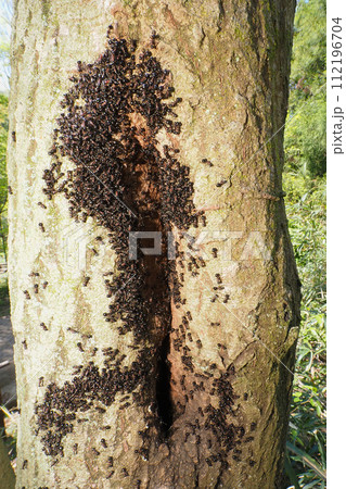 トゲアリ（コロニー） 112196704