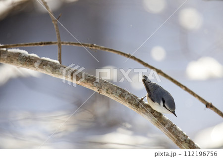 冬の森で木の枝にとまるゴジュウカラ 112196756
