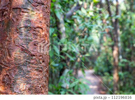 selective focus on the bark of a Gumbo limbo tree along trail path at Everglades National Park 112196816
