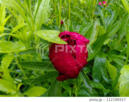 A dewy red flower bud stands out amidst lush green foliage. A dewy red flower bud stands out amidst lush green foliage. 112196917