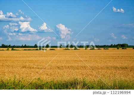 Sunlit wheat field with scattered clouds and distant trees in view. 112196994