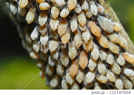 アブラムシの一種（コロニー） 112197009