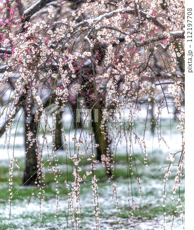 茨城県水戸市　雪舞う偕楽園の梅まつり 112197708