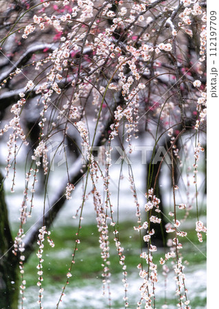茨城県水戸市　雪舞う偕楽園の梅まつり 112197709
