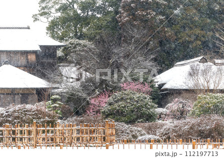茨城県水戸市　雪舞う偕楽園の梅まつり 112197713