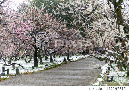 茨城県水戸市　雪舞う偕楽園の梅まつり 112197715