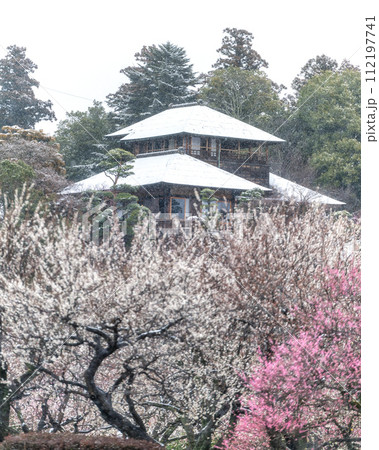 茨城県水戸市 雪舞う偕楽園の梅まつり 茨城県水戸市 雪舞う偕楽園の梅まつり 112197741