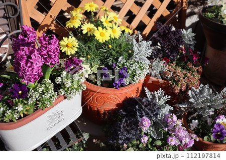 花の寄せ植え&寄せ鉢 花の寄せ植え&寄せ鉢 112197814