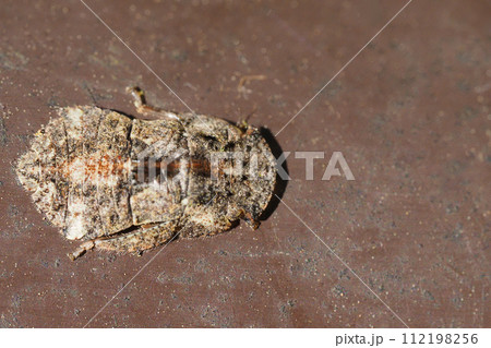 ミミズクの幼虫(昆虫) ミミズクの幼虫(昆虫) 112198256