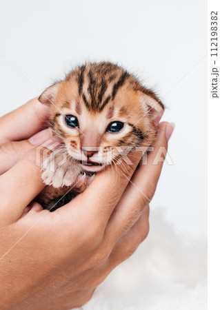 A kitten in the hands of a girl. On the palms is a small cute kitten.Two week old small newborn bengal kitten on a white background.Close-up.Cute bengal. 112198382