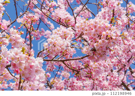 満開の河津桜 112198946