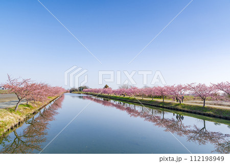 リフレクションが綺麗な河津桜（三重県松阪市・笠松河津桜ロード） 112198949