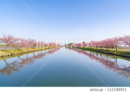 リフレクションが綺麗な河津桜(三重県松阪市・笠松河津桜ロード) リフレクションが綺麗な河津桜(三重県松阪市・笠松河津桜ロード) 112198951