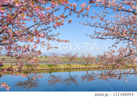 リフレクションが綺麗な河津桜（三重県松阪市・笠松河津桜ロード） 112198954