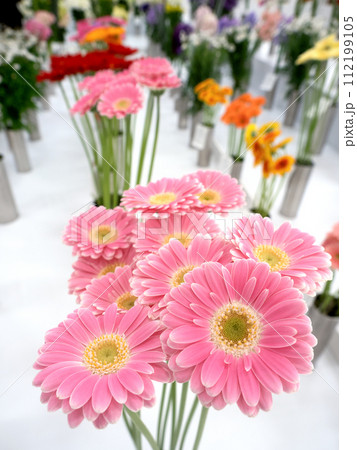 ガーベラの切り花 ガーベラの切り花 112199105