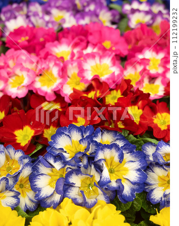 プリムラ・ジュリアンの花苗 112199232