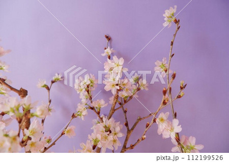 紫背景に可愛い桜の花 112199526