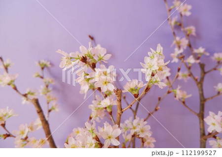 紫背景に可愛い桜の花 112199527