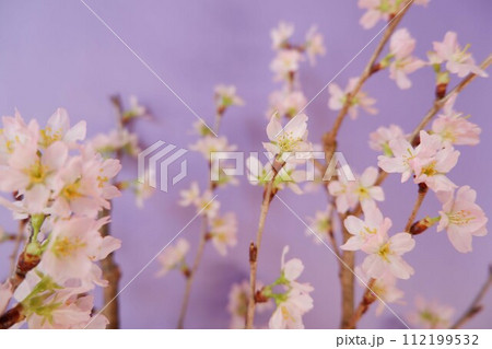 紫背景に可愛い桜の花 112199532