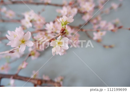 春の訪れを告げる桜 112199699