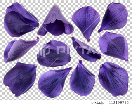 Purple petal set (transparent background) Purple petal set (transparent background) 112199756