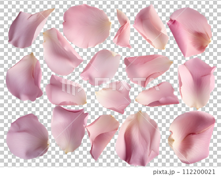 粉紅色花瓣套裝（透明背景） 112200021