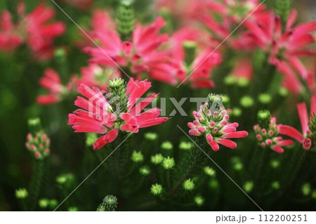 エリカ　クリスマスパレードの花 112200251